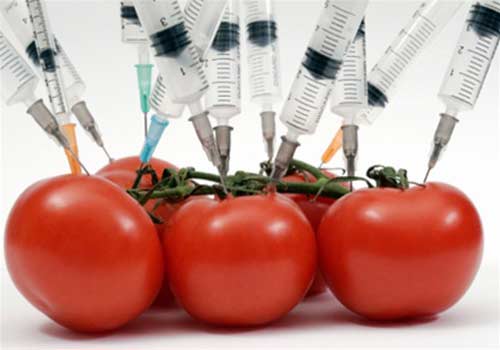 Пищевой геноцид, ГМО